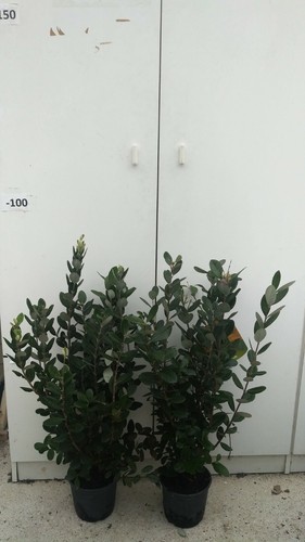 Pianta feijoa vaso 18 - feijoa,