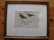 QUADRO RAFFIGURANTE BECCO PADDA E BENGALI MARIPOSA 35X29 CM  [CANT]