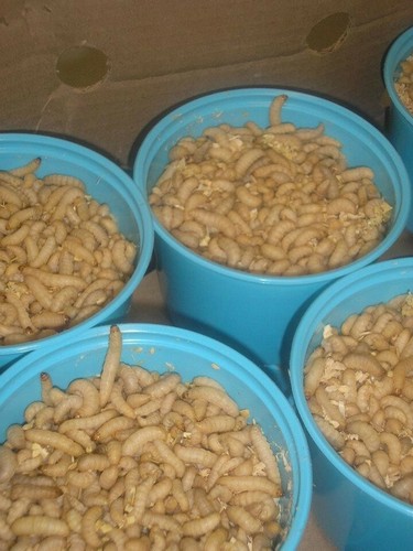 Waxworms bee moths - /,