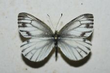PIERIS BRYONIAE ssp. FEMALE ITALIAN ALPS Pieridae- Entomology - Butterfly
