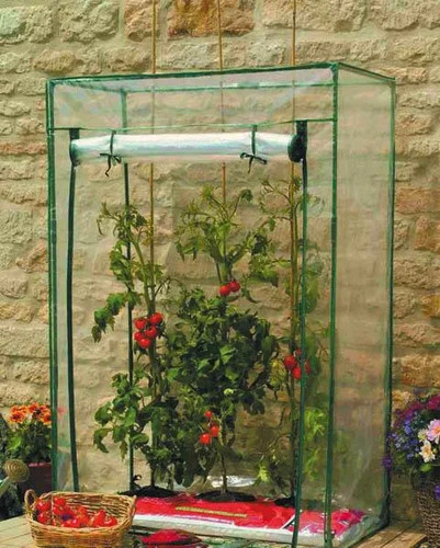 Serra tunnel per - serra, pomodori