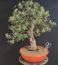 Pre bonsai esemplare leccio - pre,