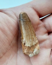 Dente di Spinosauro 4,5 cm -