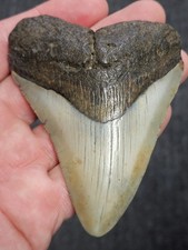 3 denti di squalo megalodonte