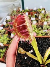Dionaea Muscipula " CRISPY SUN