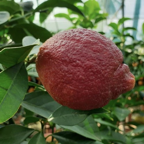 Albero limone rosso - limone,