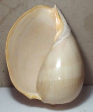 ENORME CONCHIGLIA MELO BROPERIPII DELLE FILIPPINE 