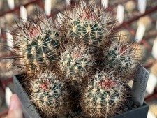 Sclerocactus wetlandicus