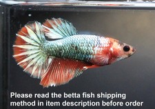 Live Betta Fish Pet fantasia