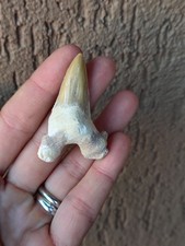 Fossili * DENTE DI SQUALO