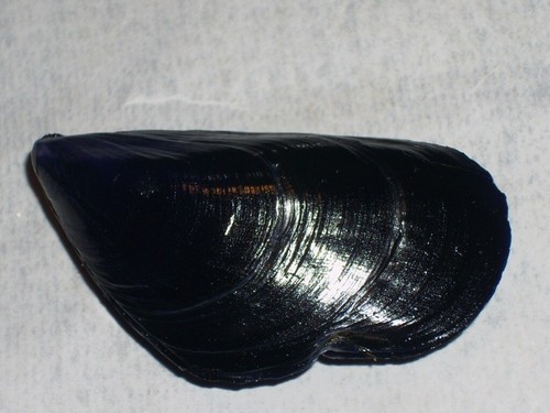 Mytilus galloprovincialis - mytilus,
