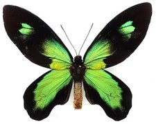 ORNITHOPTERA VICTORIAE RUBIANUS FORMA MASCHILE DA RANONGGA ISL., ISOLE SALOMONE