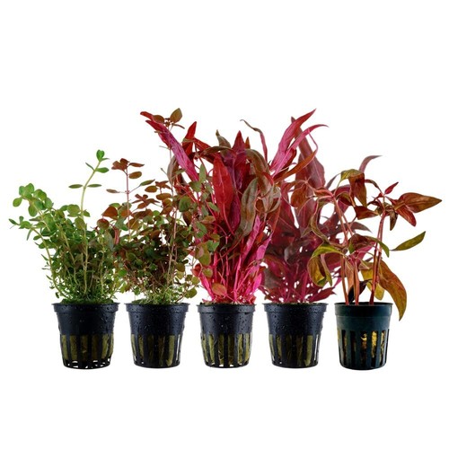 Set colorato con piante in - 5,