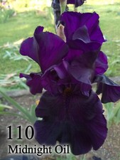 1 Rizoma Iris Germanica