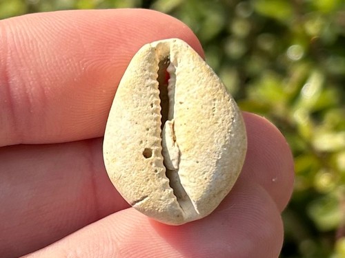France fossil gastropod - fossil,