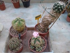 Lotto 3 Gymnocalycium Coryphantha calipensis. Piante Grasse Cactus Succulente