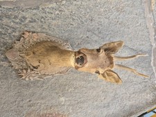 Cervo testa impagliata trofeo imbalsamato da muro