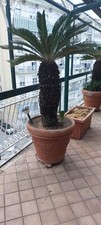 4 cycas revoluta tronco alto 1 metro  in vaso terracotta Vendita