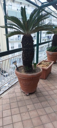 Cycas revoluta tronco alto 1 - revoluta,