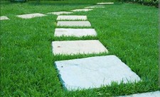 KIKUYU Gramignone Pennisetum Clandestinum 10 Confezioni Da 84 Piante 100 mq