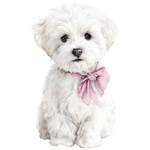 Adesivi cane maltese - adesivi,
