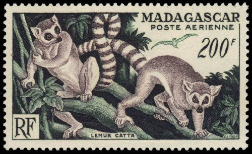 Madagascar c60 lemure dalla - c60,