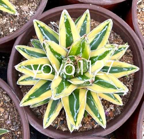 Kizan agave reginae - “kizan”,