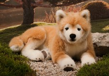 Shiba Inu cane di Kosen/Kös -