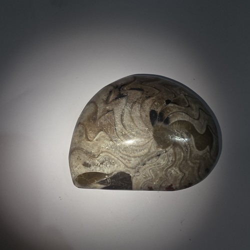 Fossile ammonite lucidato - ​fossile,
