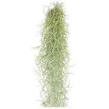 Tillandsia appendere 50 - ,