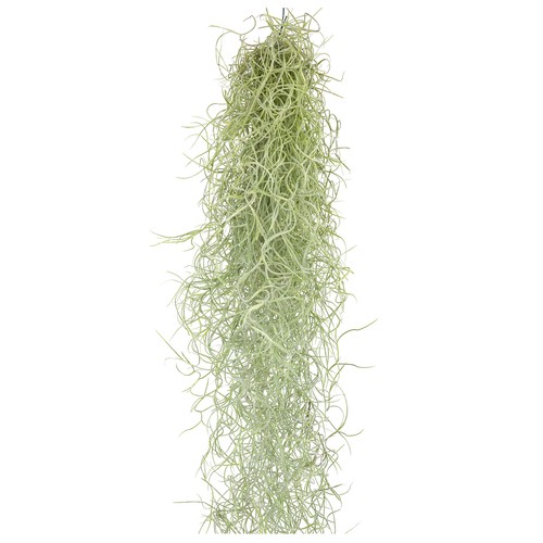 Tillandsia appendere 50 - da,