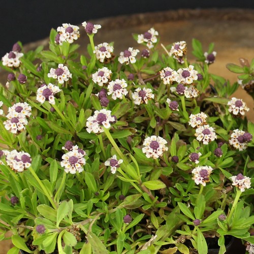 Verbena tappeto strisciante