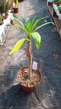Pachypodium rutenbergianum