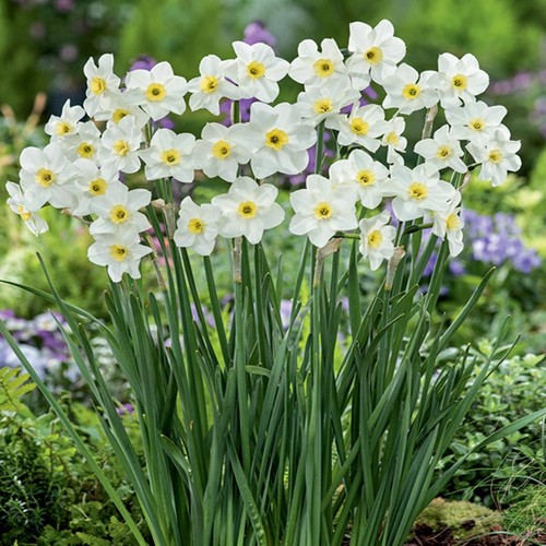 Narcisi bulbi fiori cipolle - narcisi,