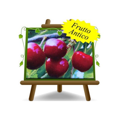 Ciliegio dolce durone tardiva - ciliegio,