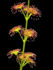 Drosera stolonifera pianta - stolonifera,