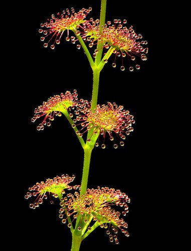 Drosera stolonifera pianta - drosera,