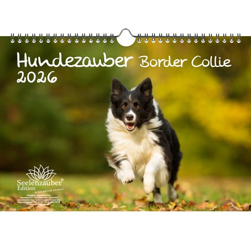 Magia per cani - border, collie