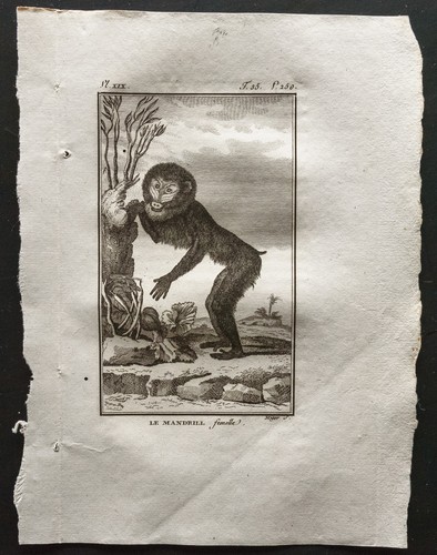 1800 buffon la mandrill - buffon,