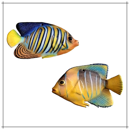 Pesci ceramica tropicali - pesci,