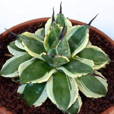 Agave parryi var huachucensis
