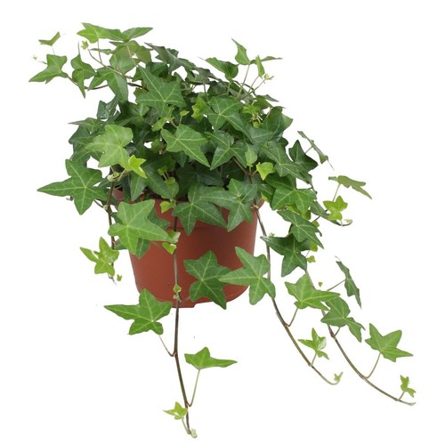 Edera comune hedera - edera,