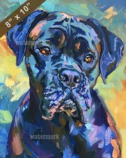 Cane Corso portrait with