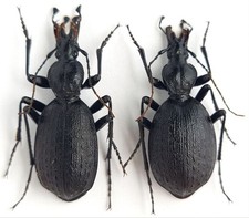 Carabidae Cychrus belousovi