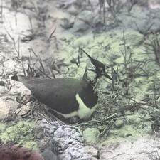 Glass magic lantern slides - magic,