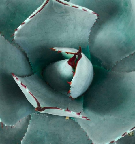 Agave parryi form blue - parryi,