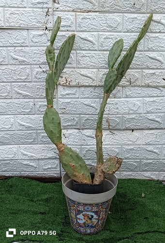 Fico india opuntia - fico, d'india
