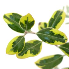 Metrosideros excelsa VARIEGATO | Albero di Natale Nuova Zelanda | Pohutukawa - Colorato