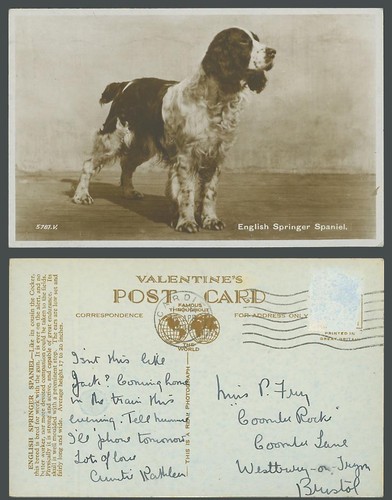 English springer spaniel dog - springer,