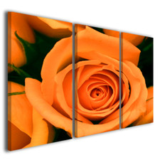 Quadri fiori rosa Orange rose